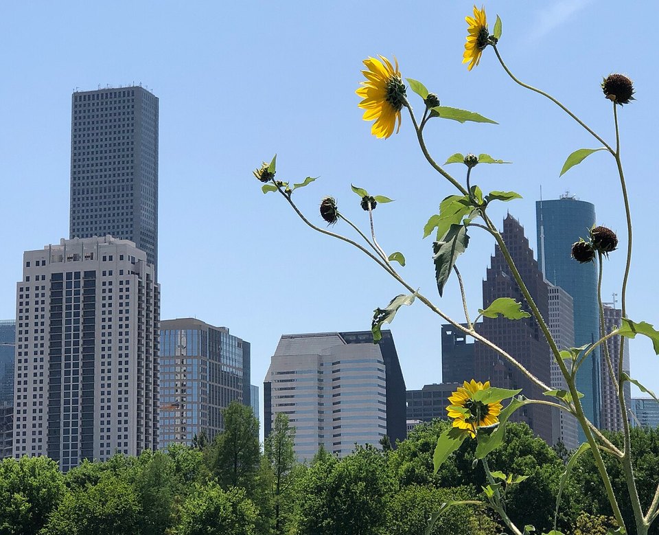 Houston skyline with wildflowers in the foreground